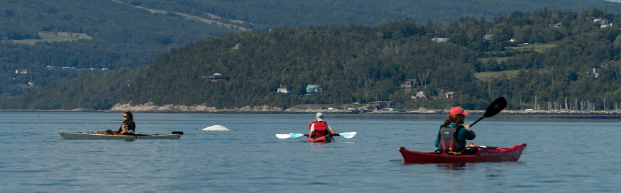 Half-day sea kayak excursion, navigate 8 kilometers of the St. Lawrence estuary