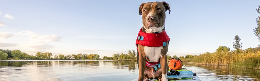 Excursion auto-guidée de Paddleboard (SUP) avec ton chien à Baie-Saint-Paul 