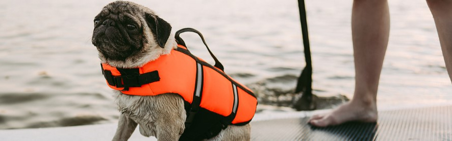 Location assistée de Stand-Up Paddle (SUP) avec ton chien  à Baie-Saint-Paul 