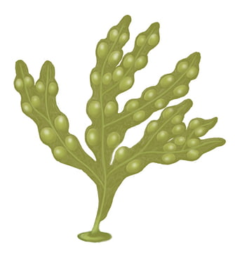 Fucus bifide.jpg