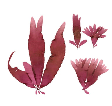Palmaria palmata.jpg