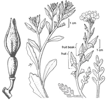 Roquette de mer.jpg
