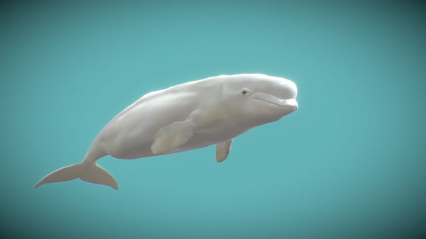 beluga.jpg