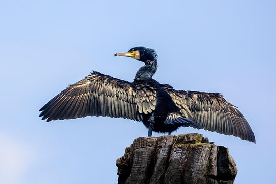 cormoran.jpg