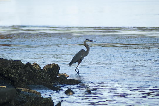 grand-heron.jpg