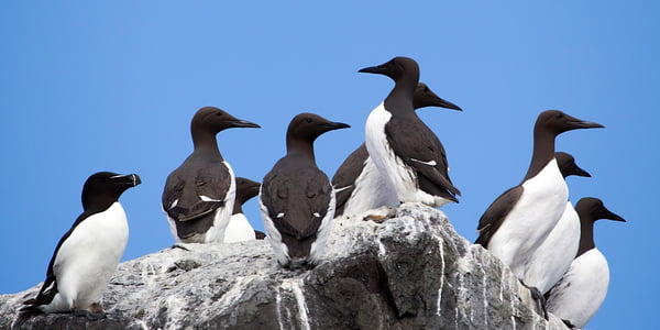 guillemot-marmette.jpg