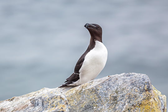 petit-pingouin.jpg