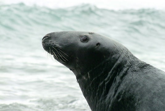 phoque-gris.jpg