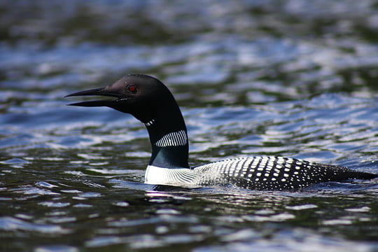 plongeon-huard.jpg