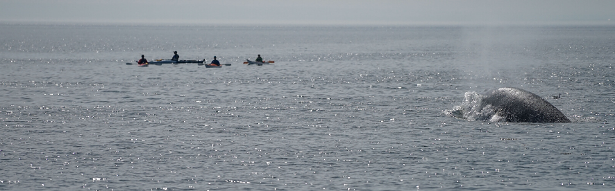 Excursion d'une journée complète en kayak de mer à partir de Cap-à-l'Aigle, observation des animaux marins