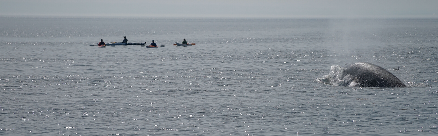 Full-day sea kayaking excursion from Cap-à-l'Aigle, observing marine animals